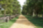 Cedar Path (1).jpg