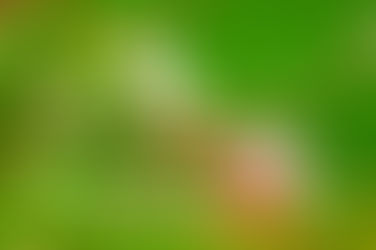 Sindicatul IMPACT Botoșani urează tuturor o primăvară frumoasă!