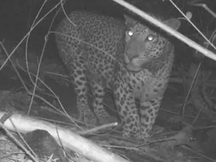 கிருஷ்ணகிரி அருகே நடமாடும் சிறுத்தையை பிடிக்கும் பணியில் வனத்துறையினர் தீவிரம்