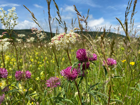 Using B Corp to Help Nature: A Sustainable Approach For A Thriving Future