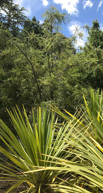 Green trees and plants in the park.jpg