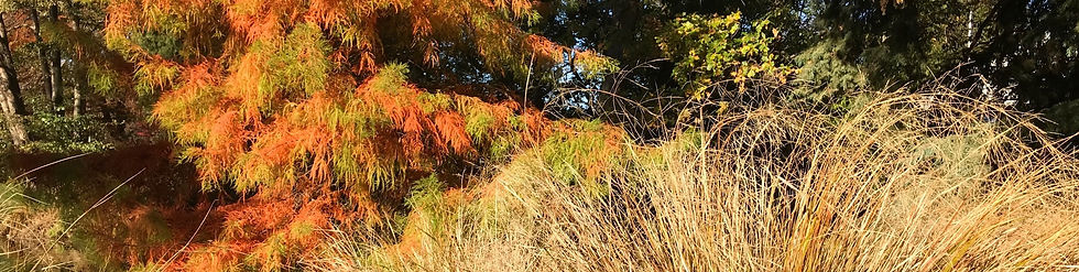 Trees in Hagley Park .jpeg