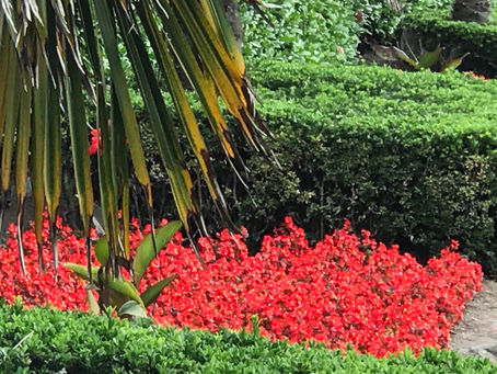 Red flower beds take time to plant and grow before they flower like a neural circuit needs time and attention to change.