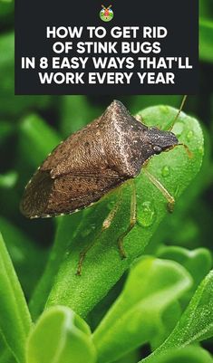 Pinterest pin graphic showing a close-up photo of a stink bug in green foliage. The pin title (How to Get Rid of Stink Bugs in 8 Easy Ways That'll Work Every Year) in white letters on a black background at the top of the photo.