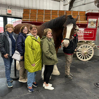 Four women stand by a Clydesdale gelding and beer wagon
