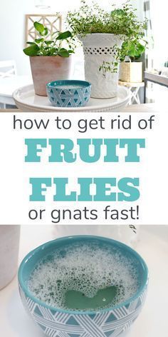 Pinterest pin graphic showing a top photo of two plants in containers and a small blue dish with liquid inside, all sitting on a round white tray. Pin title (How to Get Rid of Fruit Flies or Gnats Fast!) is under the top photo. Bottom photo shows a top close-up view of the small blue dish with a frothy liquid inside.