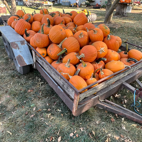 Three different types of gourds or pumpkins.