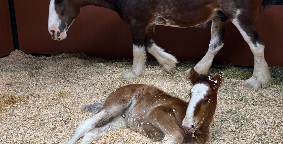 Mare standing in stall with her foal laying  down