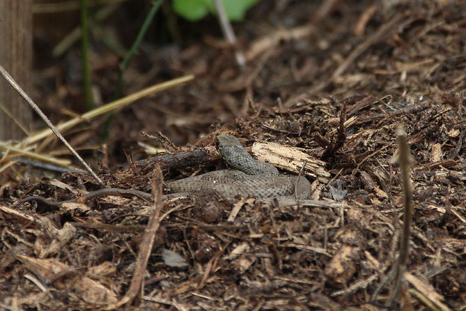 Couleuvre de Montpellier
