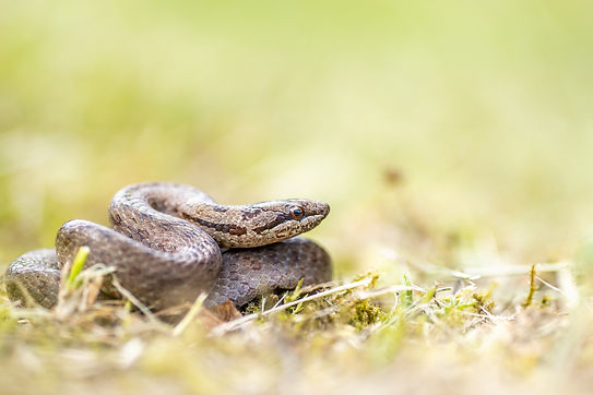 Coronella austriaca 3.jpg