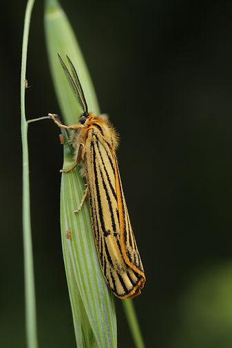 Ecaille striée