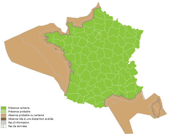 lézard des murailles.png