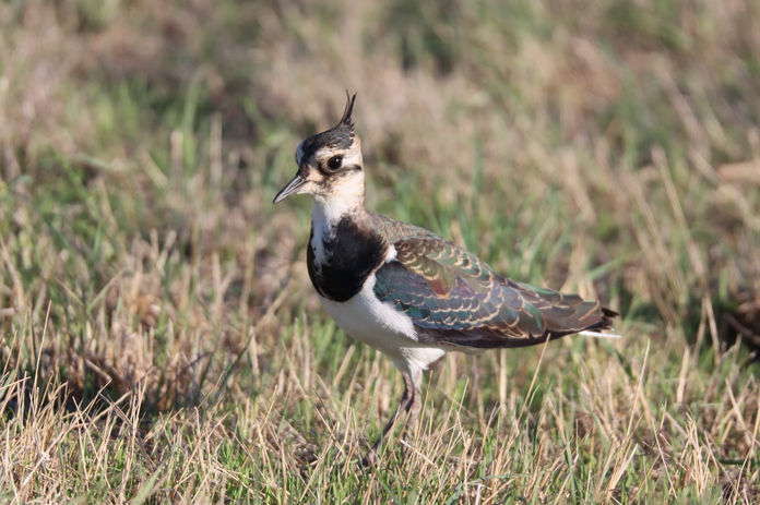 Crédit photos : Alexia Daneluzzi (Var, 2024)