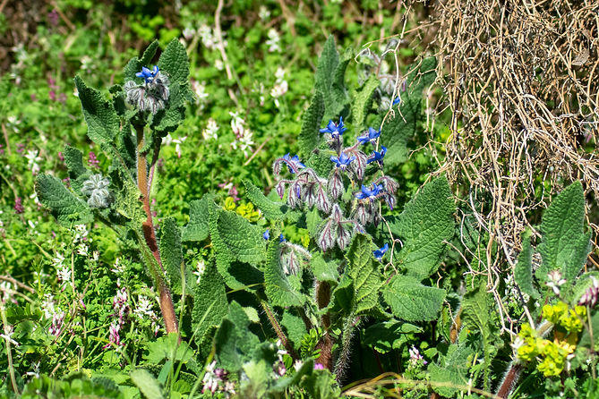 Bourrache officinale