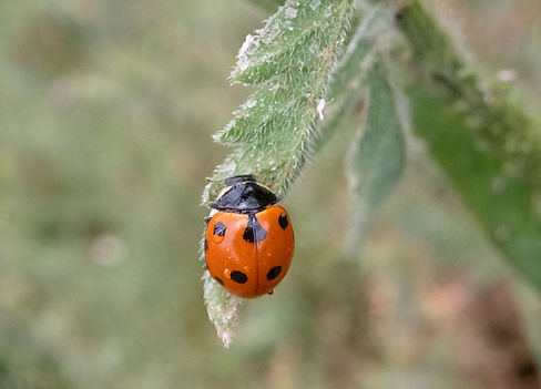 Hippodamia variegata 3.jpg