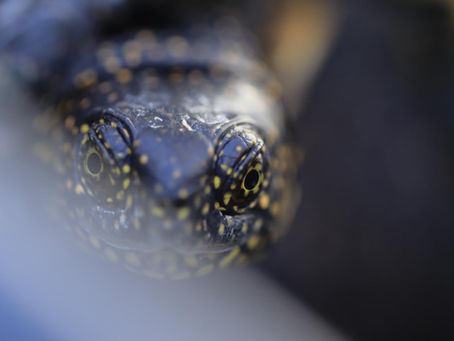 Où es-tu petite tortue ?