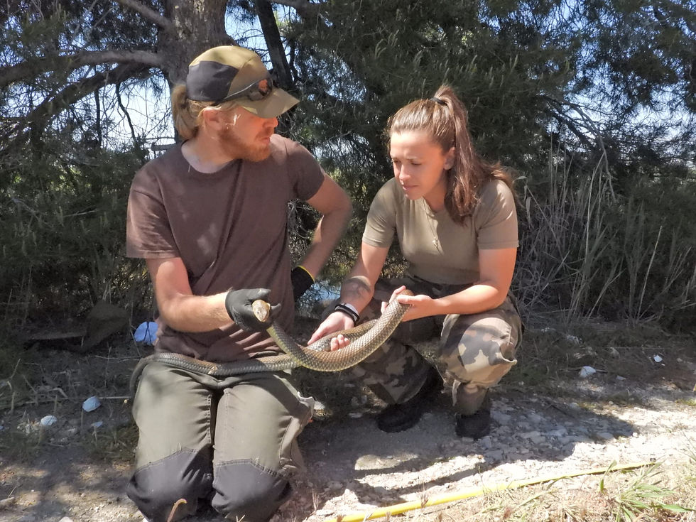 Nouveau suivi des reptiles du Var