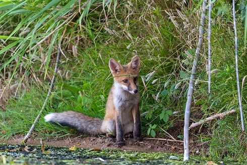 DSC_0564.jpg