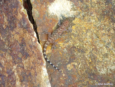 Hémidactyle verruqueux