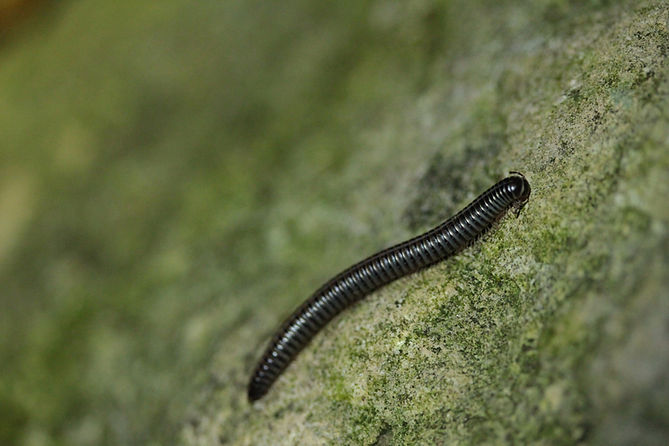 Ommatoiulus sp_