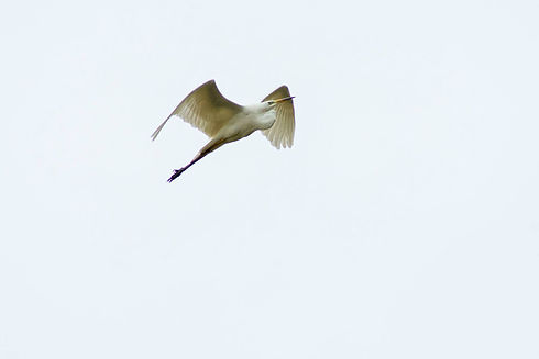 Grande Aigrette