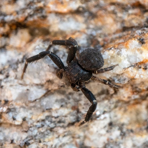 Bassaniodes robustus 2.jpg