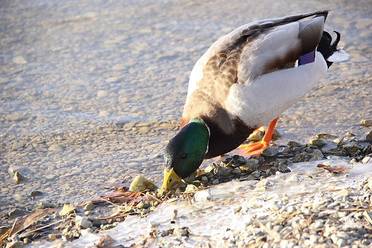 Canard colvert 2.jpg