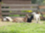 Journée à la ferme