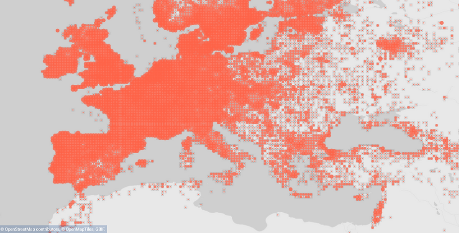 Troglodythe mignon.png