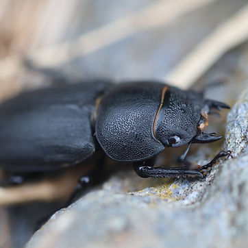 Petite biche 2.jpg