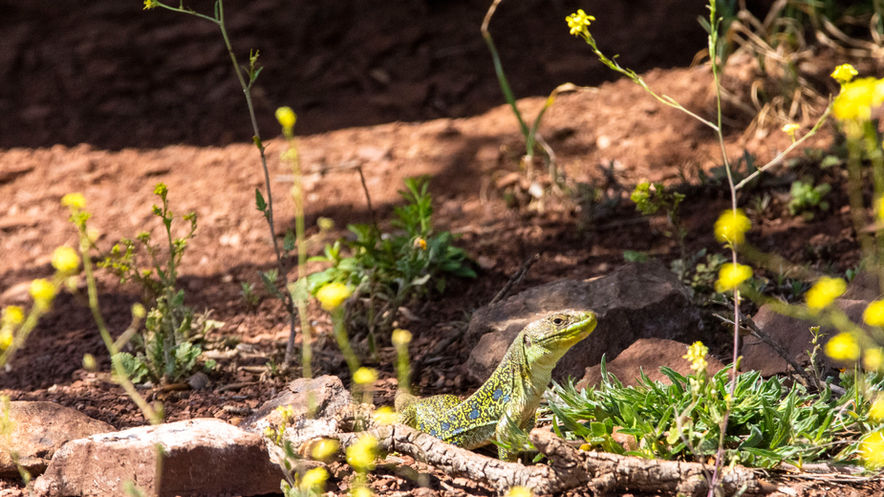Lézard ocellé