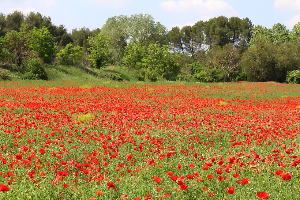 Fête de la biodiversité