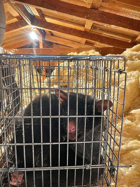 possum.jpg