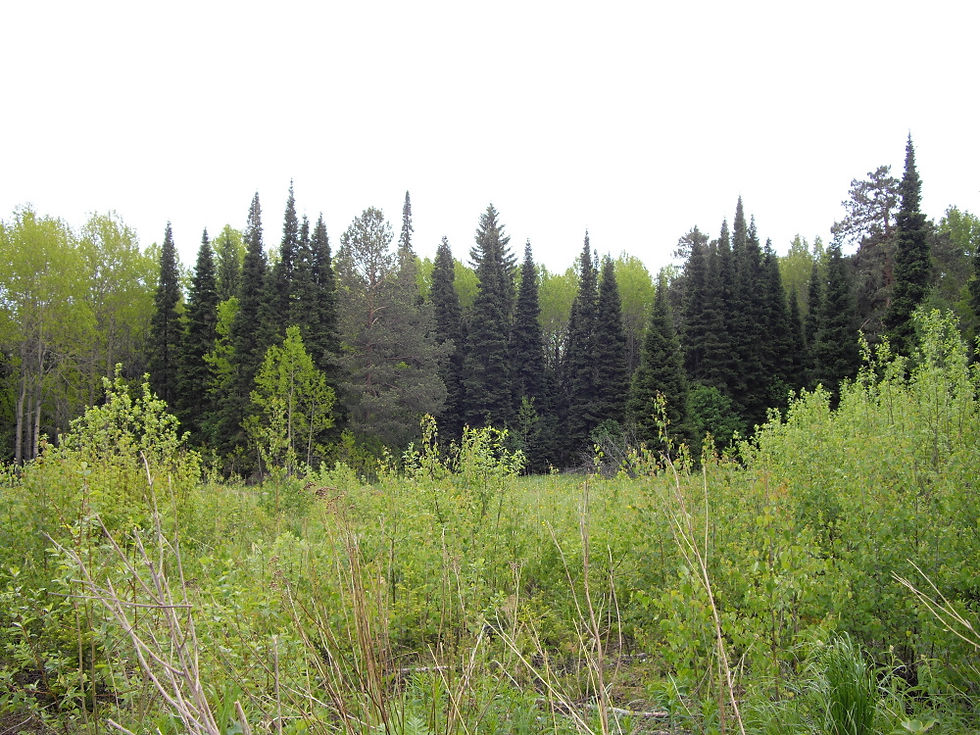 1-IMGP3228.JPG