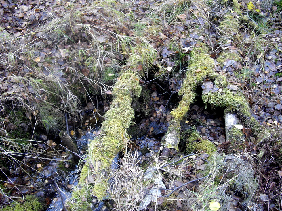 1-IMGP4990.JPG