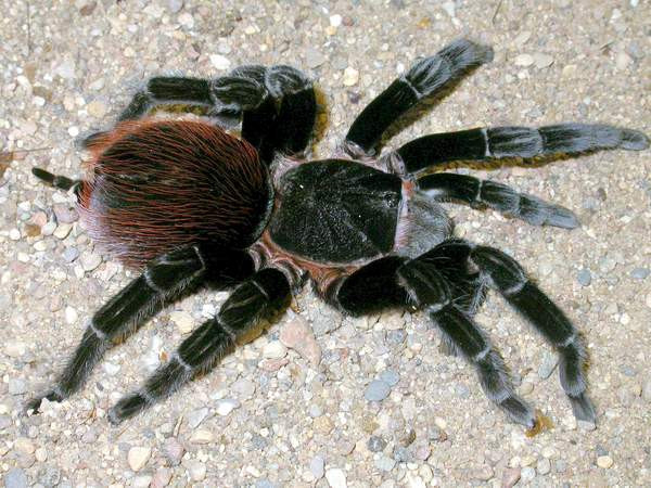 Brachypelma Vegans