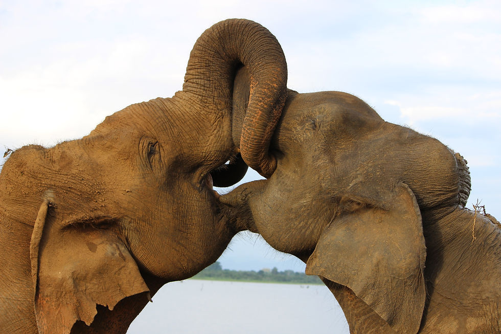 Elephant Orphanage in Sri Lanka