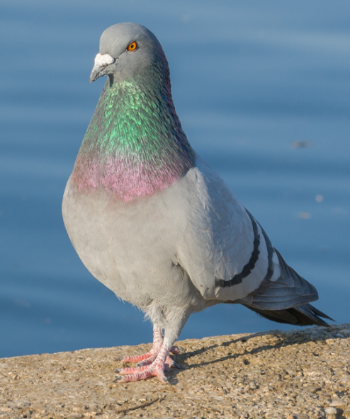Pigeon en liberté