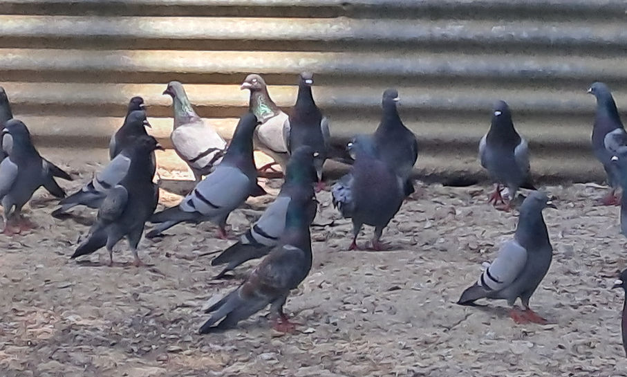 Nuisances de pigeons, utilisez la capture agréée en ville
