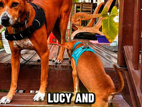 From Sumbawa Indonesia to India: A Successful International Pet Relocation Journey