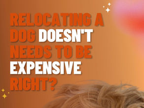 Pet Relocation Doesn’t Have to Be Expensive
How to Move Your Dog or Cat from Indonesia Safely, Without Overpaying