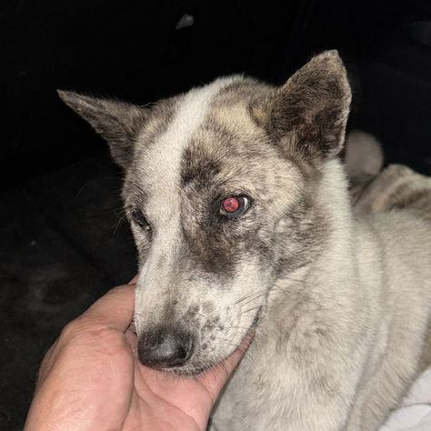 Help Us Save Anna – Paralyzed, Abandoned, But Still Fighting
