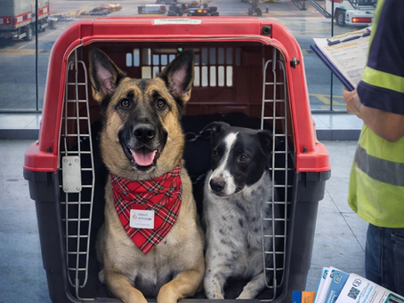 Relocation Process Now Underway from Indonesia to the Philippines with Pet Relocation Indonesia