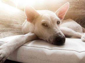 Steps to Adopt a Dog in Indonesia