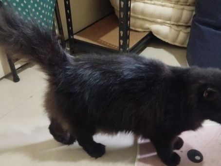 Relocation Update – Travis’s Cat