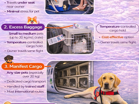 Safe Pet Flights — Without Overpaying