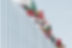 International Flags