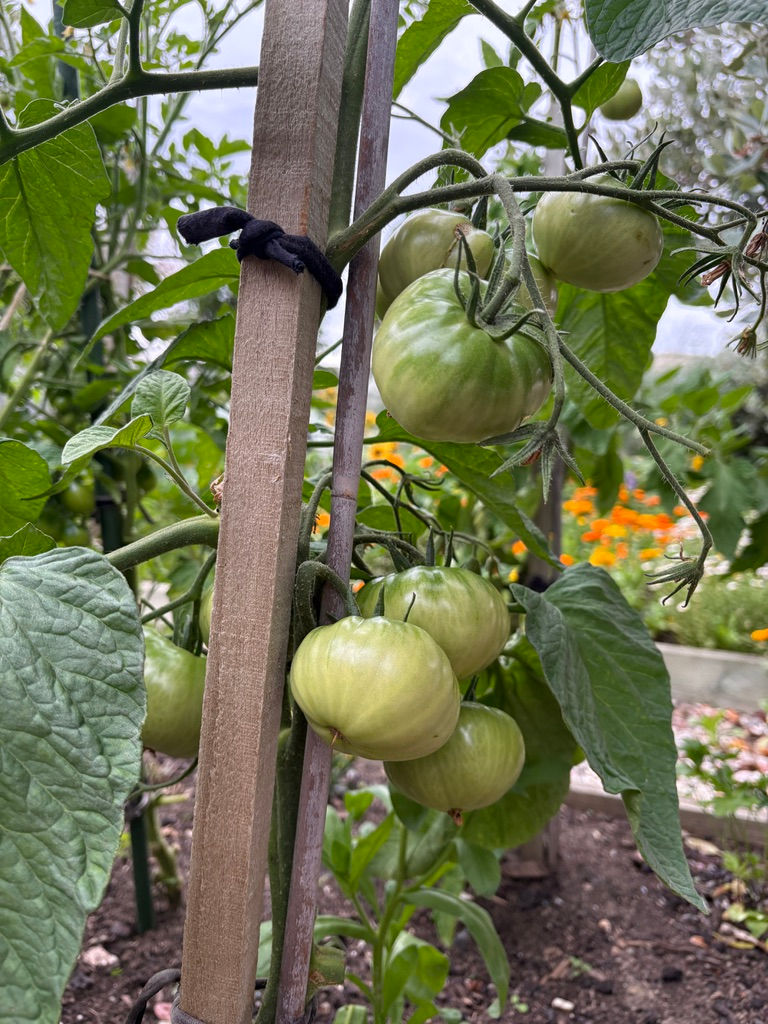 Black Krim not so ripe