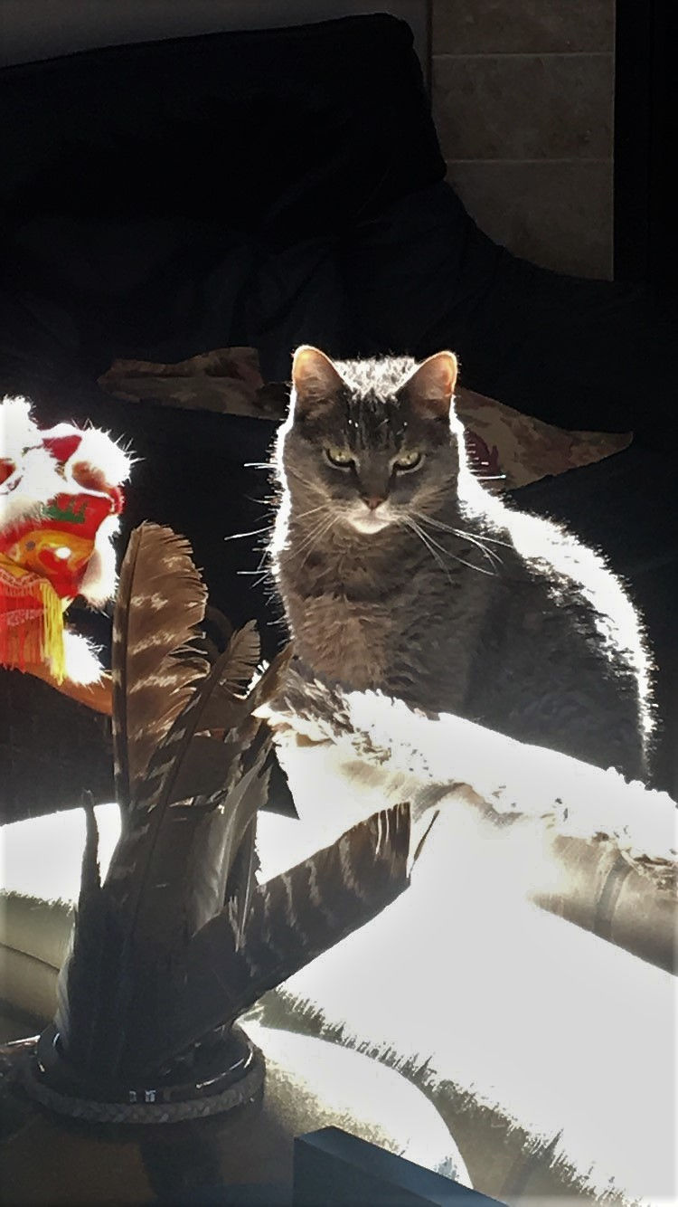 Spirit Animal, cat, energy medicine, qi gong, message