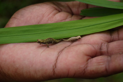 Montagne d_Ambre(2).JPG